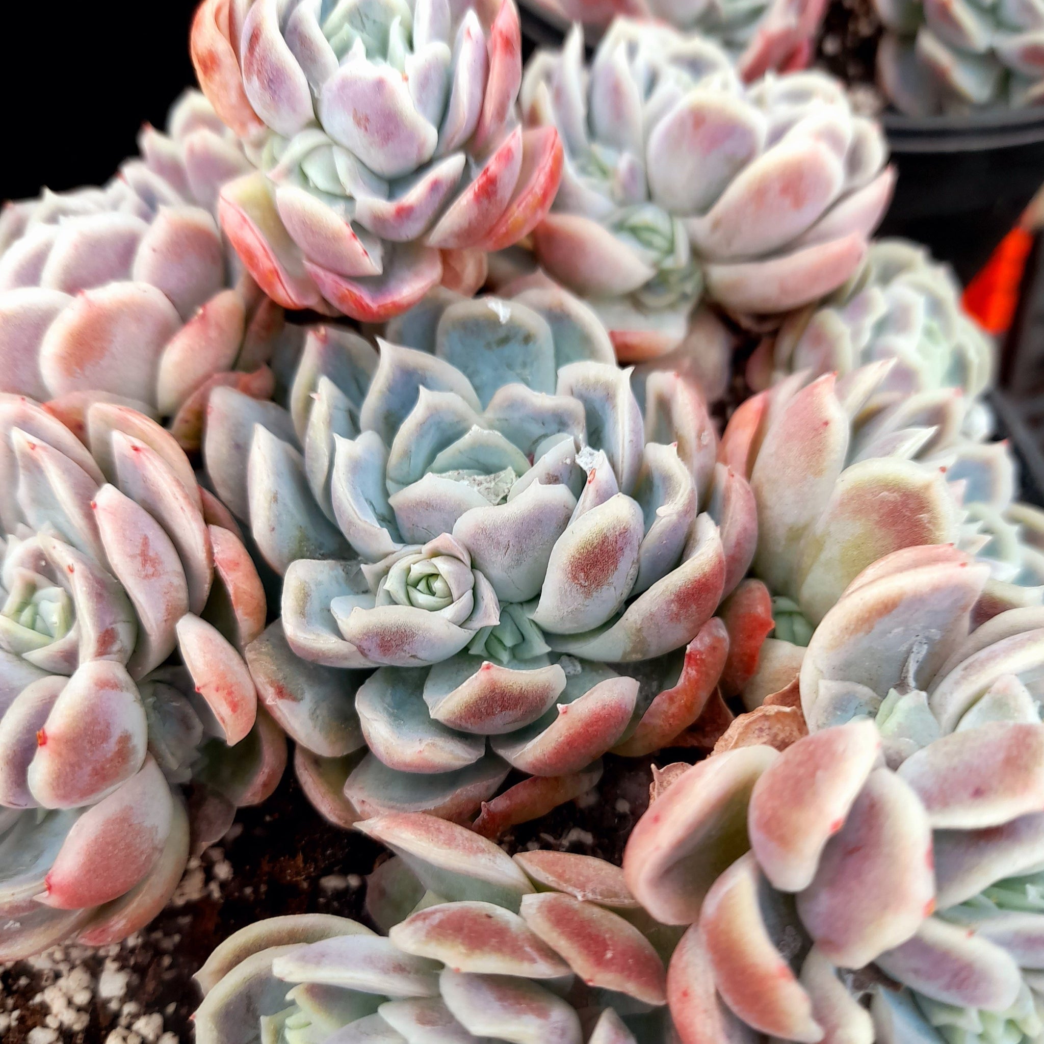 raspberry ice succulent Echeveria elegans RASPBERRY ICE – W & S Lockyer