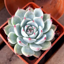 Load image into Gallery viewer, Echeveria Chihuahuaensis
