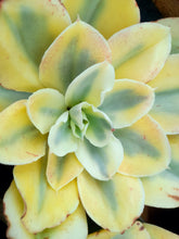 Load image into Gallery viewer, Echeveria JAPAN MOON RIVER
