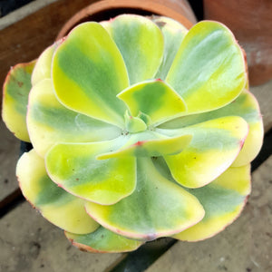 Echeveria ENFANT syn. SUNSET PEONY