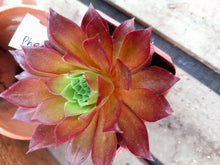 Load image into Gallery viewer, Aeonium PHOENIX FLAME

