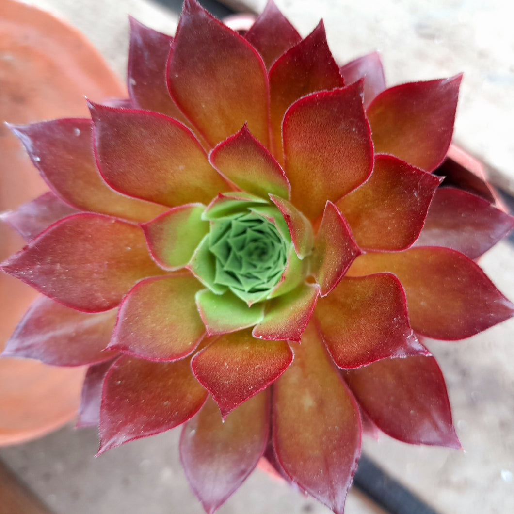Aeonium PHOENIX FLAME