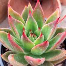 Load image into Gallery viewer, Echeveria RED GLOW

