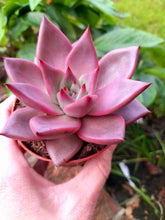 Load image into Gallery viewer, Echeveria agavoides ROMEO syn. TAURUS
