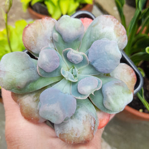 Echeveria HEARTS DELIGHT