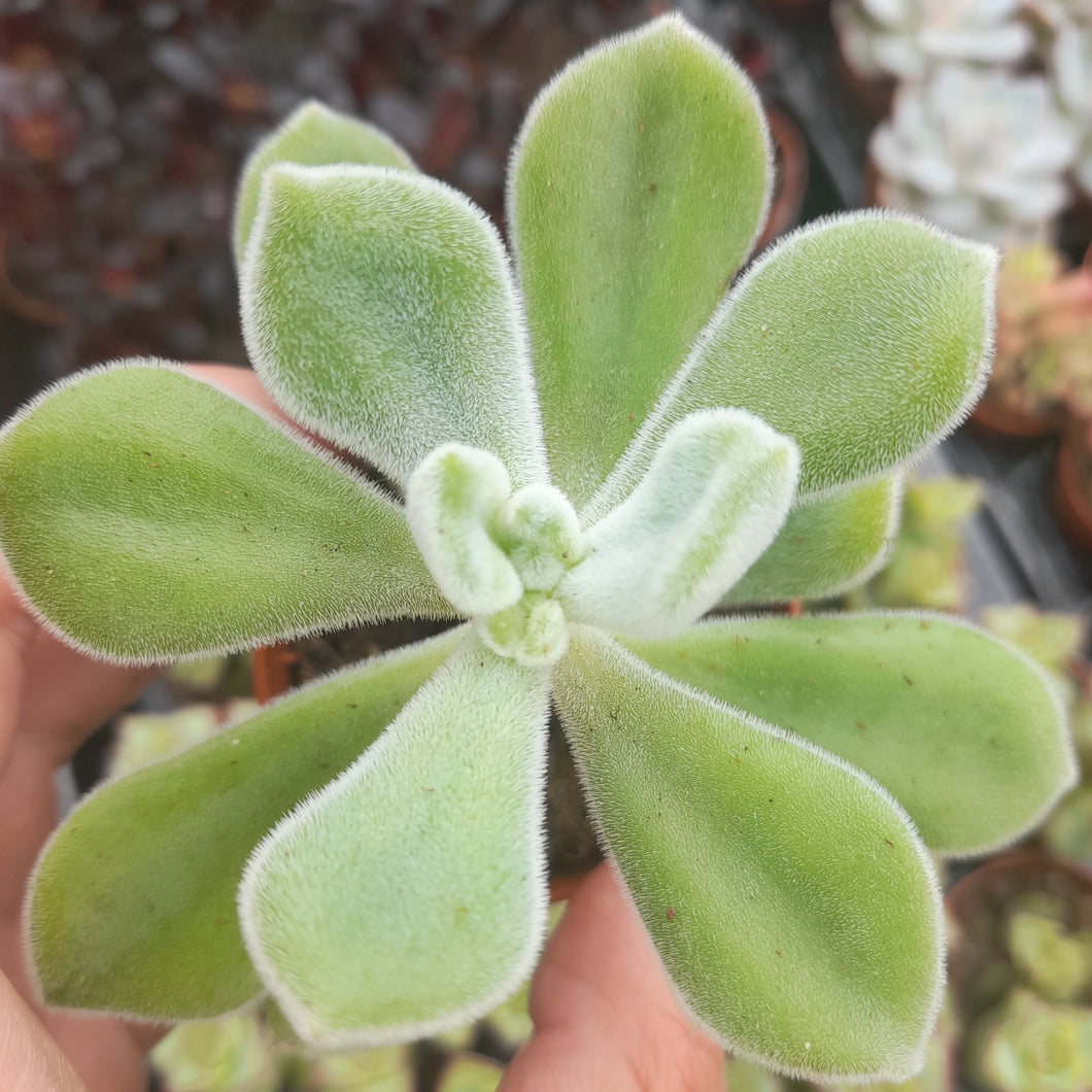 Echeveria Pulvinata FROSTY