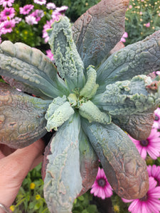 Echeveria Linguas