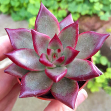 Load image into Gallery viewer, Echeveria agavoides x  Romeo Rubin hybrid
