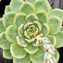 Load image into Gallery viewer, Echeveria CHAMPAGNE
