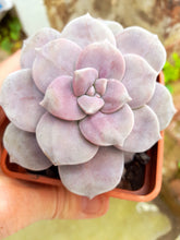 Load image into Gallery viewer, Graptopetalum Pentandrum subsp. Superbum
