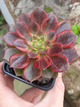 Load image into Gallery viewer, Aeonium HALLOWEEN VARIEGATED
