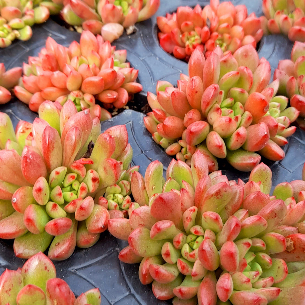Graptoveria PINK RUBY Syn. BASHFUL 5.5cm