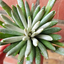 Load image into Gallery viewer, Senecio Scaposus (wooly senecio)
