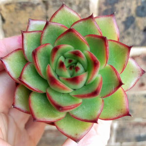 Echeveria MOONSTONE