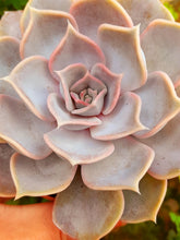 Load image into Gallery viewer, Echeveria LILICINA
