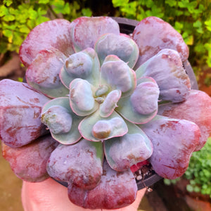 Echeveria HEARTS DELIGHT