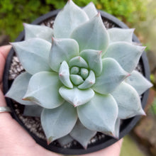 Load image into Gallery viewer, Echeveria colorata BLUE BIRD
