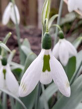 Load image into Gallery viewer, Galanthus elwesii GLEN CHANTRESS
