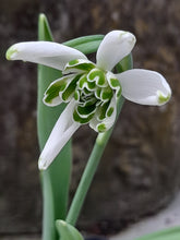 Load image into Gallery viewer, Galanthus STARLING
