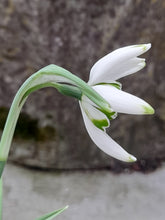 Load image into Gallery viewer, Galanthus STARLING
