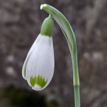 Load image into Gallery viewer, Galanthus JANET CROPLEY
