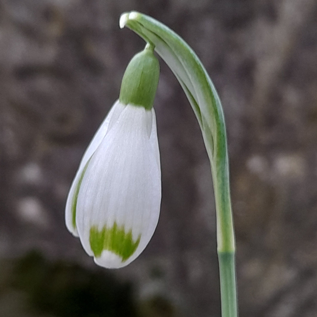 Galanthus JANET CROPLEY