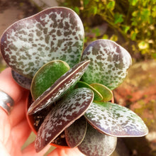 Load image into Gallery viewer, Adromischus Trigynus 5.5cm
