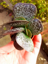 Load image into Gallery viewer, Adromischus Trigynus 5.5cm
