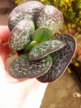 Load image into Gallery viewer, Adromischus Trigynus 5.5cm
