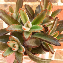 Load image into Gallery viewer, Kalanchoe tomentosa RUBRA
