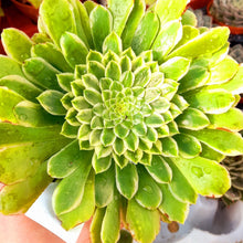 Load image into Gallery viewer, Aeonium EMERALD ICE
