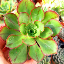 Load image into Gallery viewer, Aeonium MARNIER LAPOSTOLLE syn. Blush
