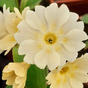 Auricula 'DOLLY' (B)