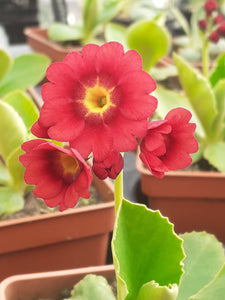 Auricula 'ANNA' (B)