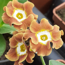 Load image into Gallery viewer, Auricula &#39;BAILEY BOY&#39; (B)
