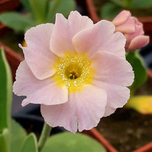 Load image into Gallery viewer, Auricula &#39;CHARLES RENNIE&#39; (B)
