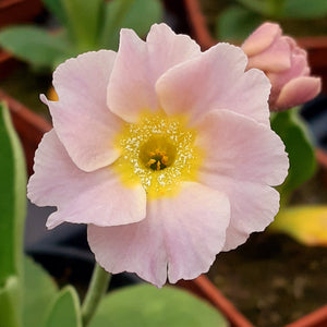 Auricula 'CHARLES RENNIE' (B)