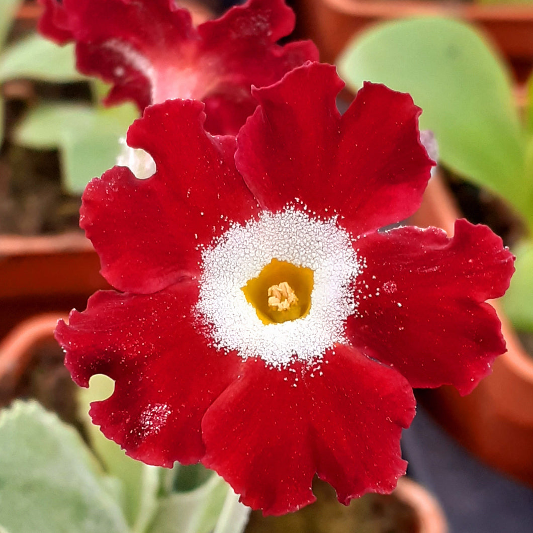 Auricula 'COUNTY PARK RED' (B)