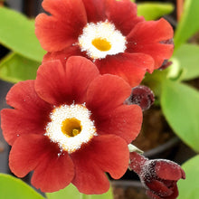 Load image into Gallery viewer, Auricula &#39;D&#39;ARTAGNAN&#39; (B)
