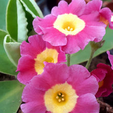 Load image into Gallery viewer, Auricula &#39;FIRST LIGHT&#39; (B)
