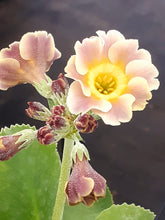 Load image into Gallery viewer, Auricula &#39;MISTY&#39; (B)
