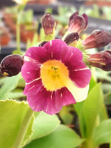 Auricula 'LOCKYERS GEM' (B)