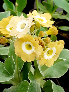 Auricula 'LUCY LOCKET' (B)