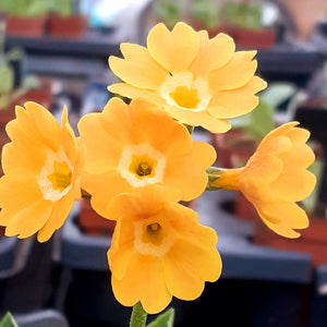 Auricula 'LOUDHAILER' (B)