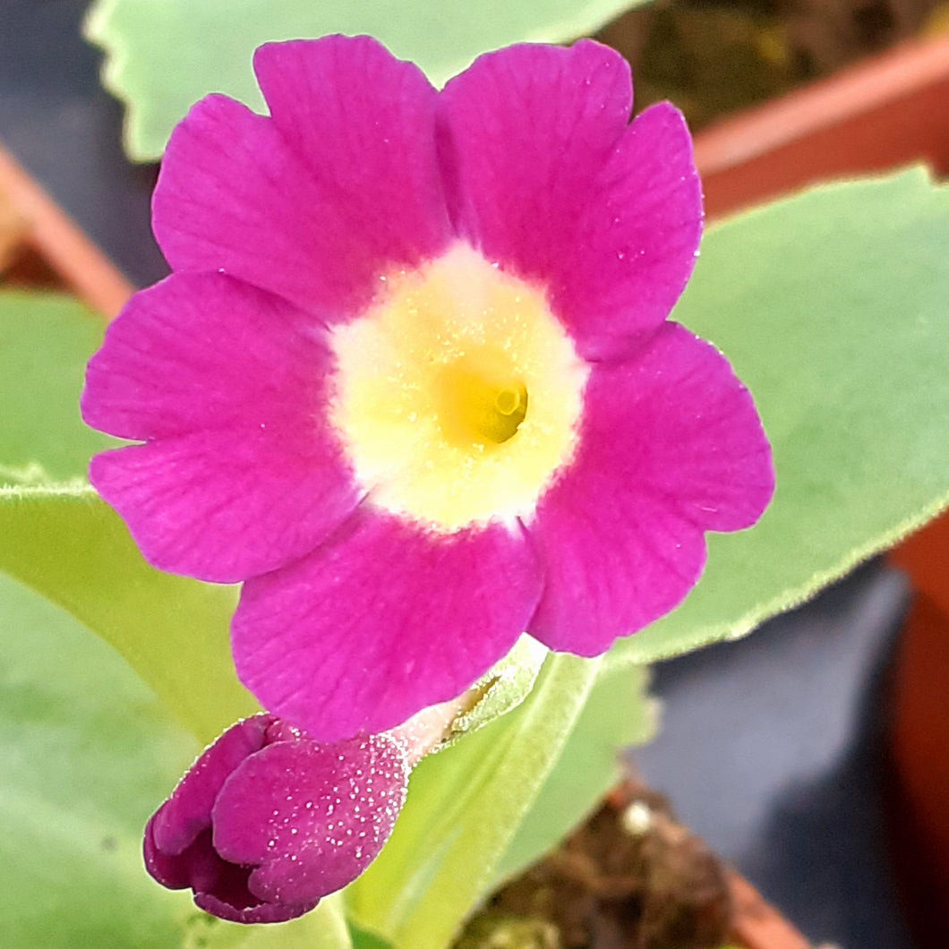 Auricula 'JANET WATTS' (B)