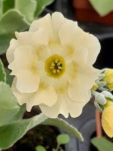 Auricula 'FRILLY KNICKERS' (B)