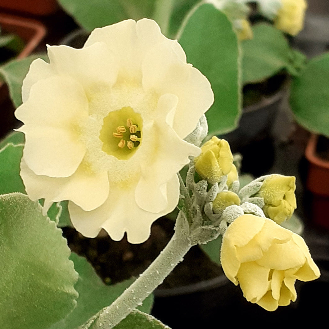 Auricula 'FRILLY KNICKERS' (B)