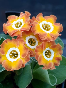 Auricula 'WINIFRED' (B)