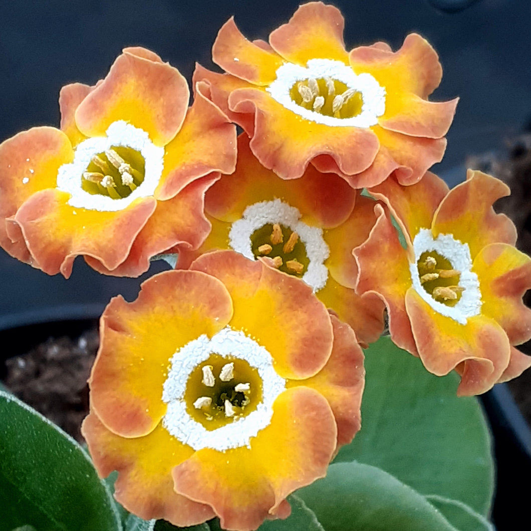 Auricula 'WINIFRED' (B)