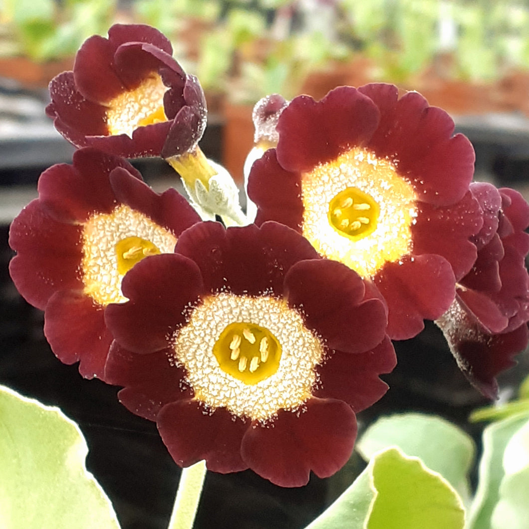 Auricula 'RINTELN' (B)